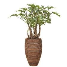 grote plant in pot