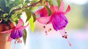 fuchsia verzorging