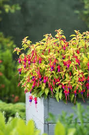 fuchsia tuin