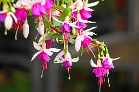 fuchsia soorten