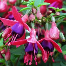 fuchsia tom thumb winterhard