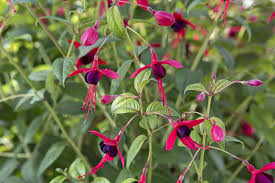 fuchsia vaste plant winterhard