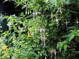 tuinfuchsia winterhard