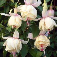 winterharde fuchsia annabel