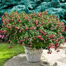 winterharde fuchsia in pot