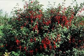 winterharde fuchsia intratuin