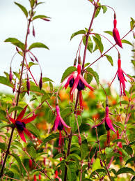 winterharde fuchsia vermeerderen