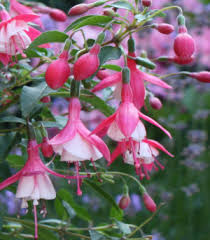 winterharde fuchsia's