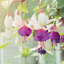 fuchsia op stam