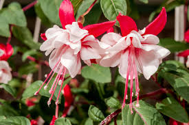 fuchsia plant