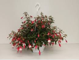 fuchsia hangplant