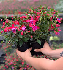 fuchsia in pot