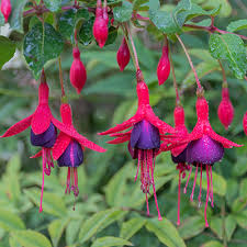 fuchsia vaste plant