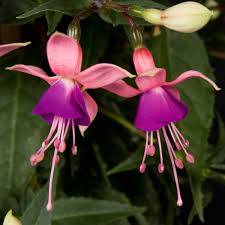 hendriks fuchsia