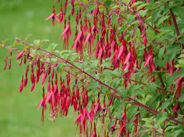 vaste plant fuchsia