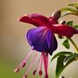 fuchsia kleur