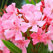 bemesten oleander