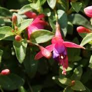 fuchsiaplant