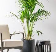 grote planten potten