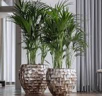 planten potten groot