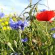 wilde bloemsoorten