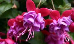 fuchsia hybrida