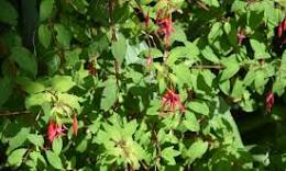 fuchsia hybride