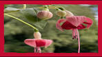 fuchsia's stekken