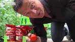 tomaten bemesten in serre
