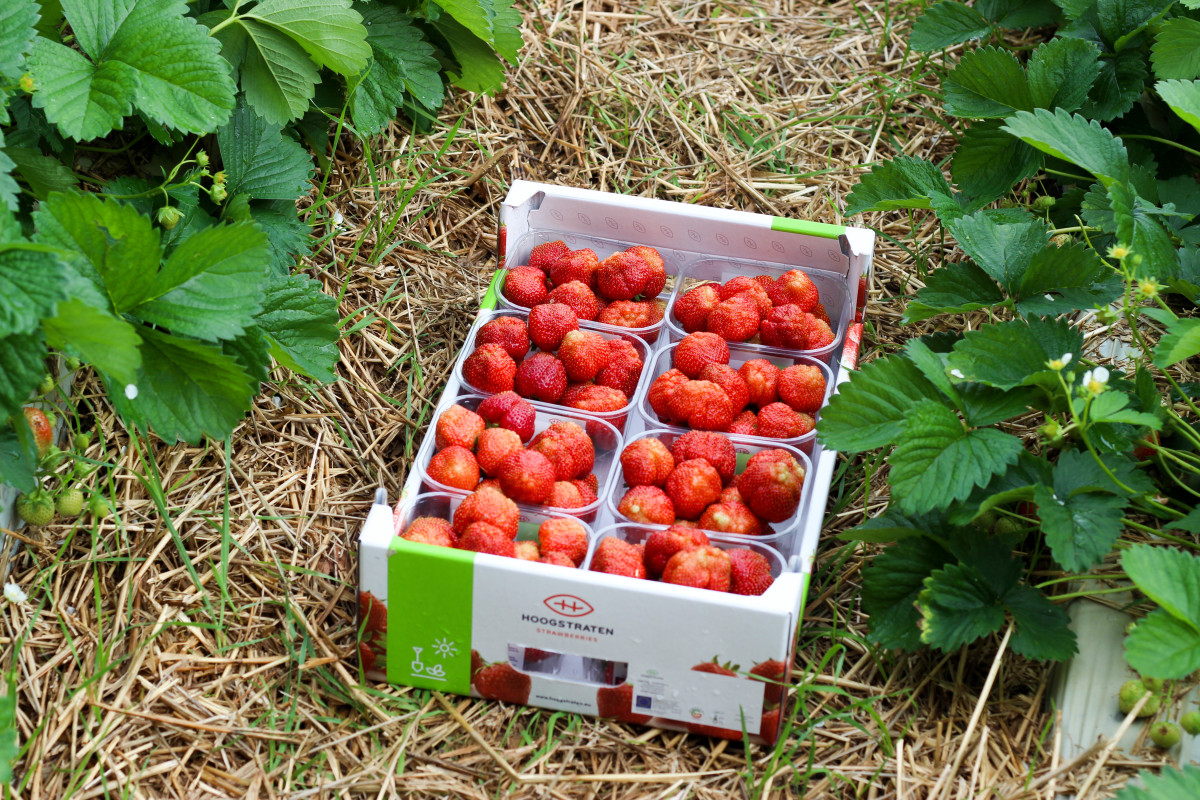 aardbei bemesting