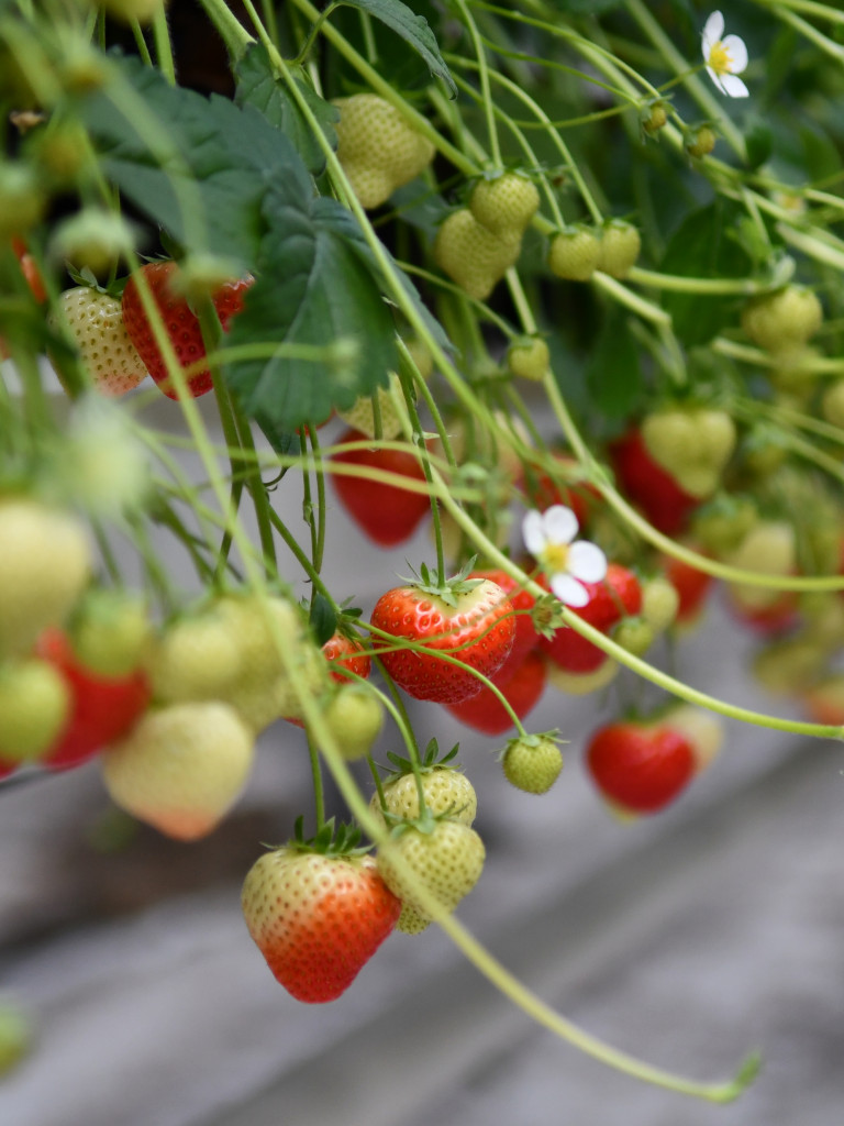aardbeien bemesten