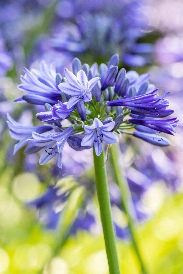 agapanthus bemesten