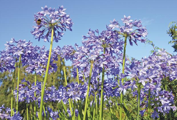 bemesten agapanthus