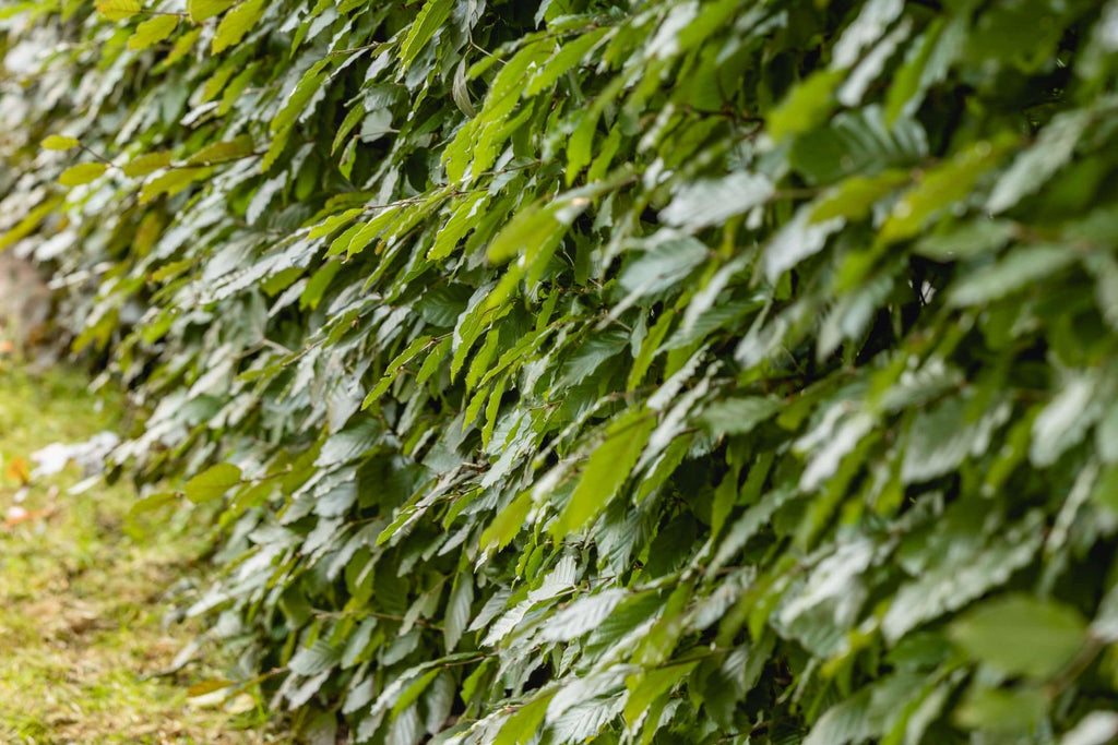 bemesten van beukenhaag