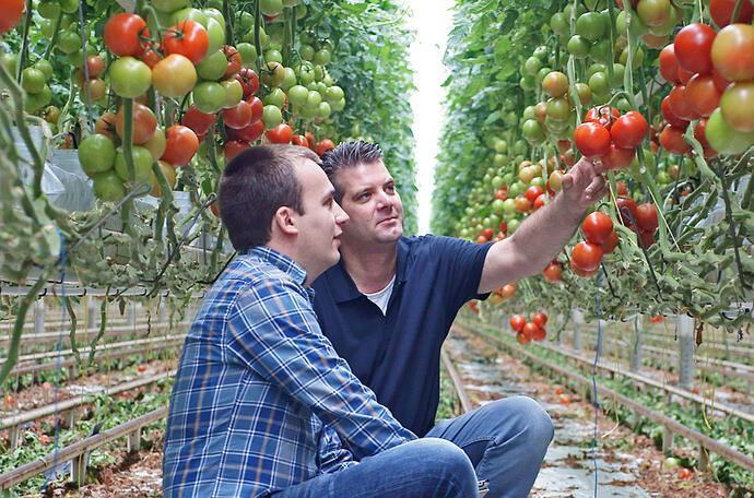 bemesting voor tomaten