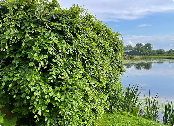 beukenhaag bemesten