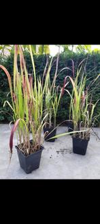 japans bloedgras bemesten