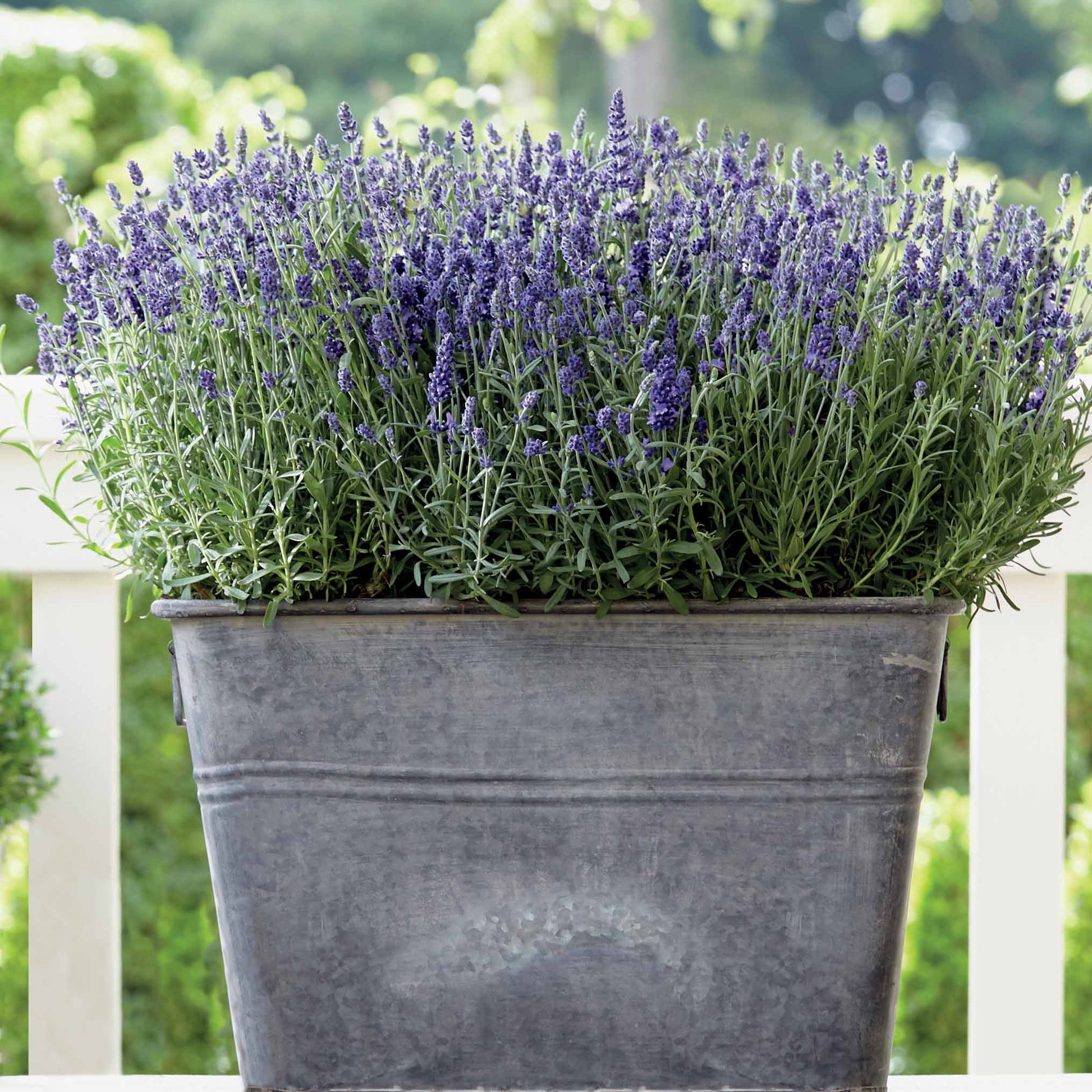 lavendel potgrond