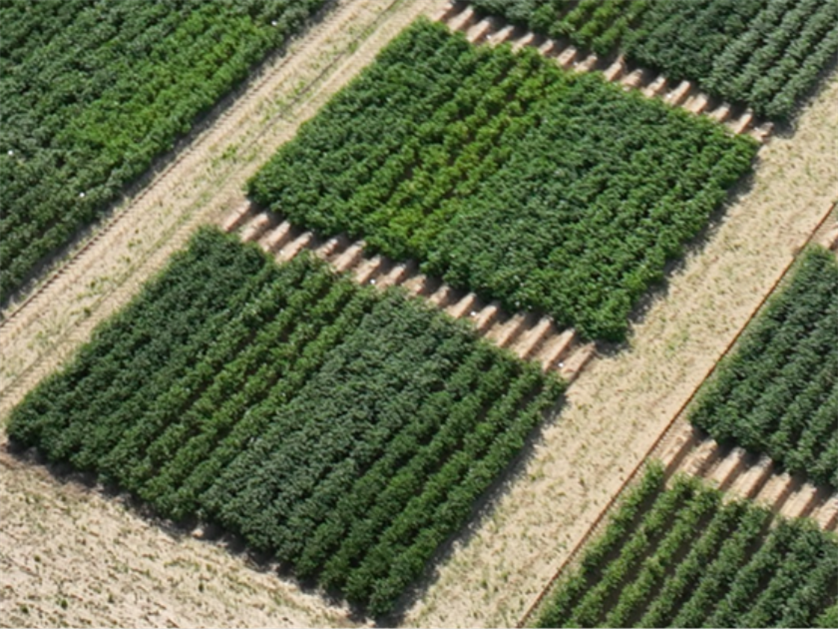 aardappelen bemesten