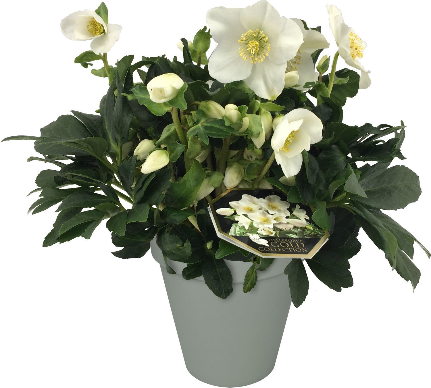 helleborus bemesten