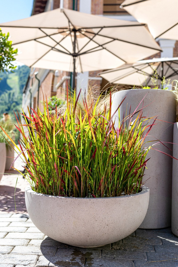 japans bloedgras bemesten