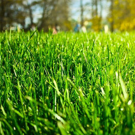 meststoffen voor weide