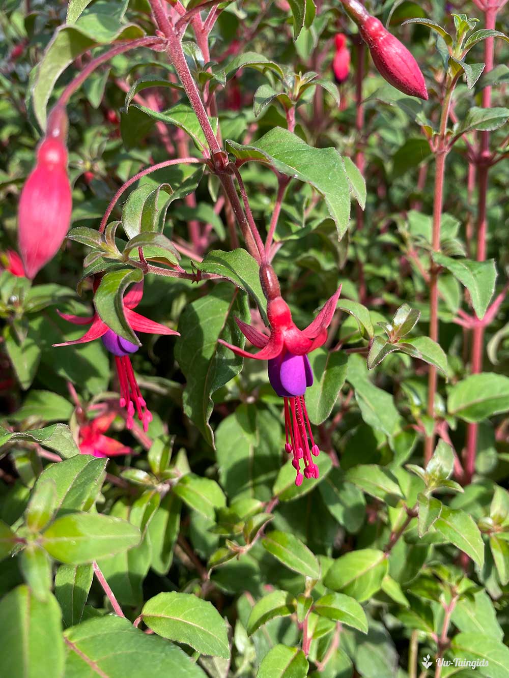 snoeien van fuchsia