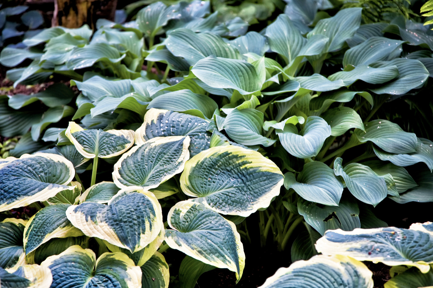 tuin bemesten wanneer