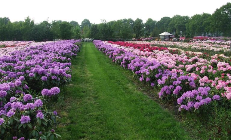 bemesten van rododendrons