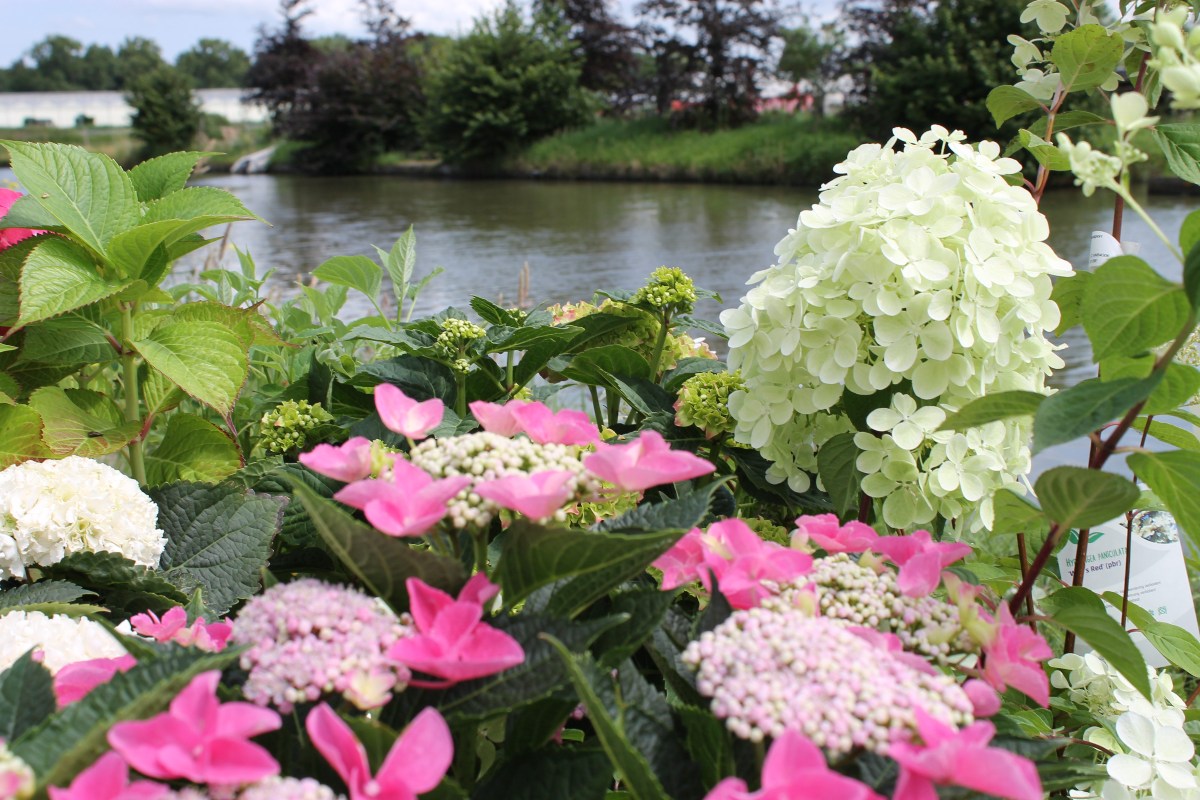 bloemen soorten herkennen