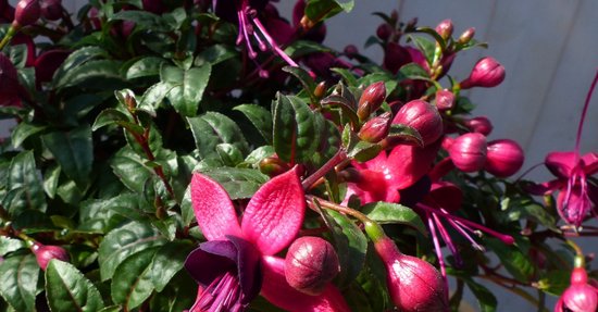 fuchsia en pot