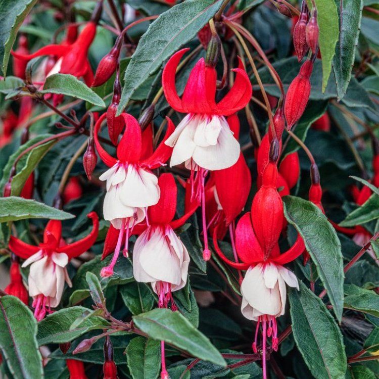 fuchsia madame cornelissen