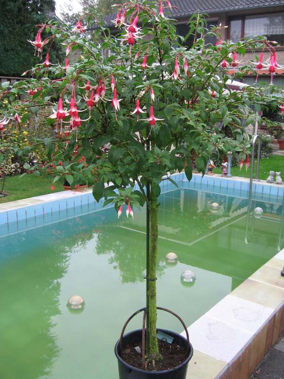 fuchsia snoeien winterhard