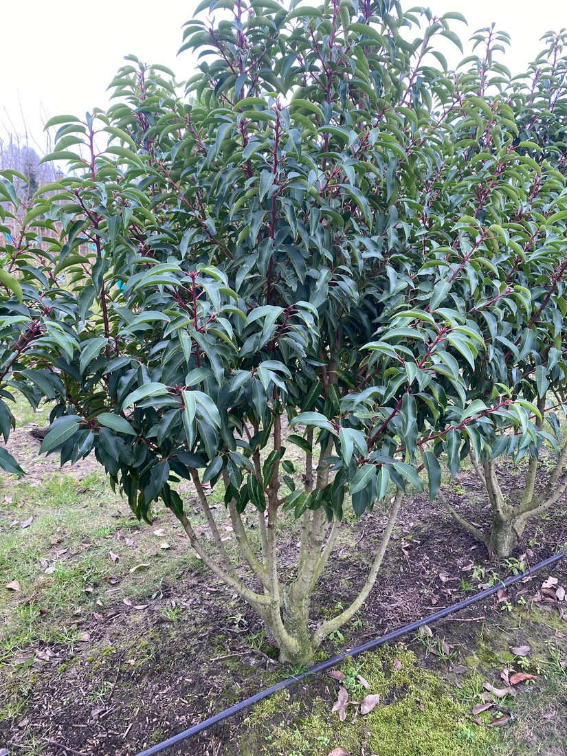 meststof portugese laurier